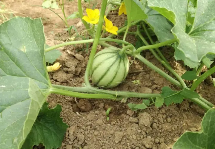Piccolo melone striato su un terreno fertile, con fiori gialli e foglie verdi. Il potassio per meloni è essenziale per la sua crescita.