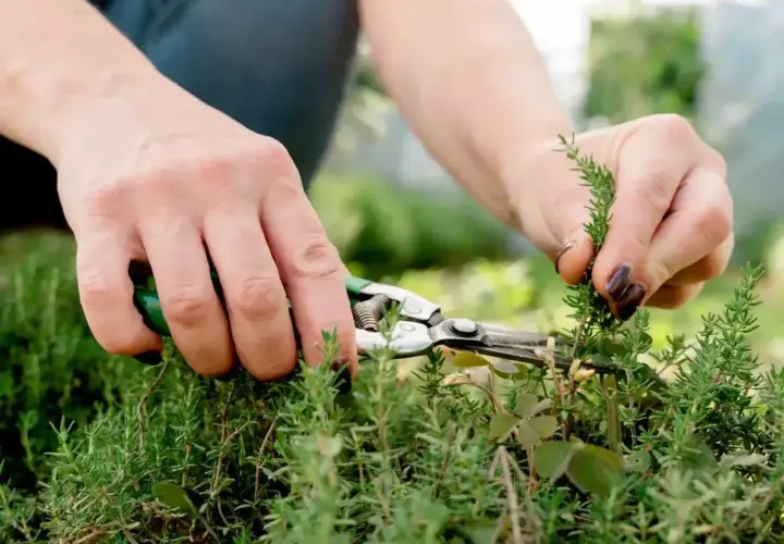 Hände mit einer Gartenschere schneiden frische Kräuter. Der Duft von Thymian ernten liegt in der Luft.