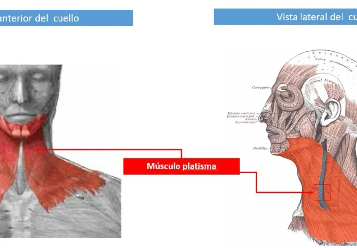 Todo sobre el músculo cutáneo del cuello: anatomía y estética