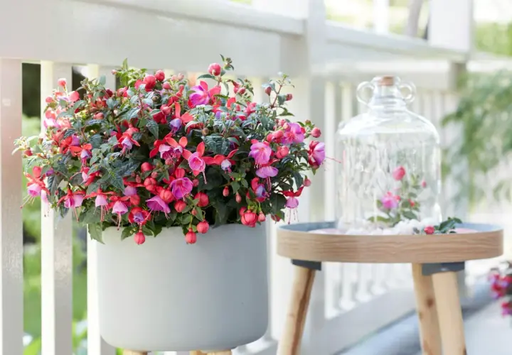 Ein üppiger **Fuchsien-Standort** auf einer Veranda. Eine graue Pflanzschale quillt über mit pink-roten Blüten. Daneben ein Tisch mit Glasglocke und kleiner Fuchsien-Deko.