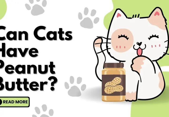 A cute cat asks "Can cats have peanut butter?" next to a jar of peanut butter.