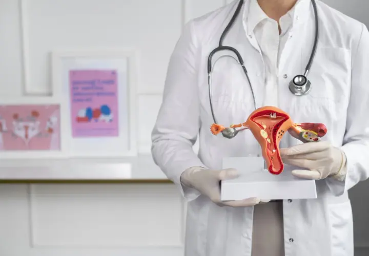 Lekarz w białym kitlu prezentuje model narządów rodnych, pokazując szczegóły budowy macicy i jej endometrium.