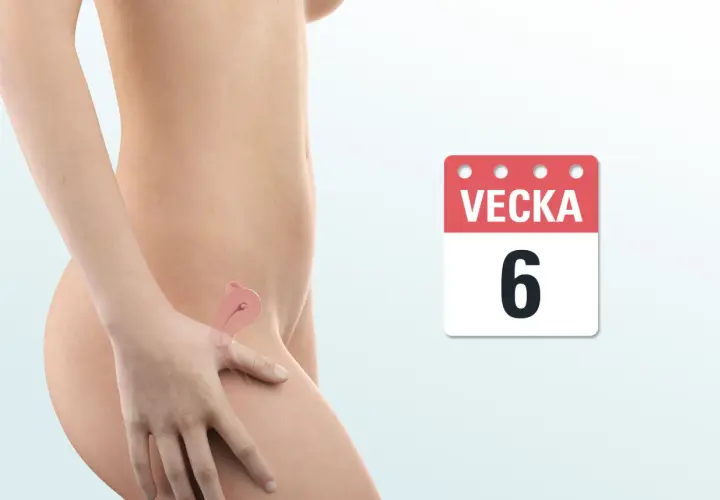 Gravid vecka 6. En illustration visar en kvinnas mage med en genomskinlig bild av livmodern och fostret. En kalender visar "Vecka 6".
