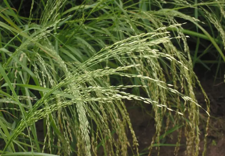 Zarte Ähren von Teff-Gras wiegen sich im Wind.