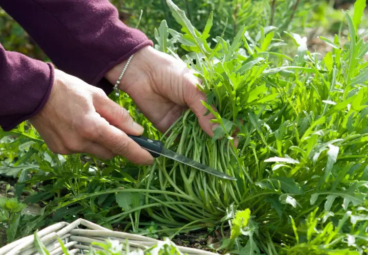 Hände ernten frischen Rucola mit einem Messer. Ein Korb liegt bereit für die Ernte.