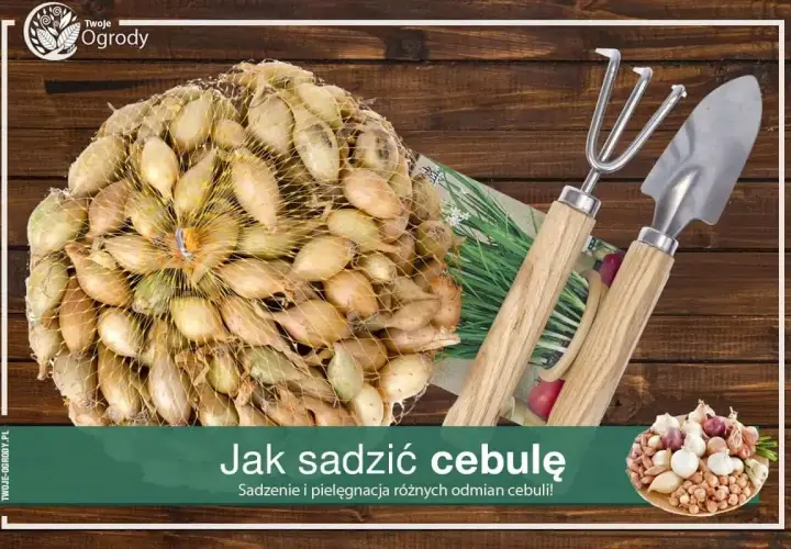 Siatka pełna cebulek dymek, gotowych do sadzenia. Obok mała łopatka i grabki.