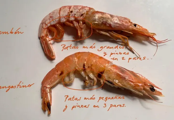 Dos gambones, un marisco con patas más grandes y pinzas en 2 pares, y un langostino con patas más pequeñas y pinzas en 3 pares.