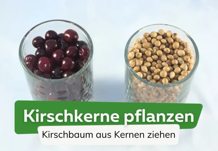 Zwei Gläser: eins mit Kirschen, eins mit Kirschkernen. So kann man einen Kirschbaum aus Kernen ziehen.