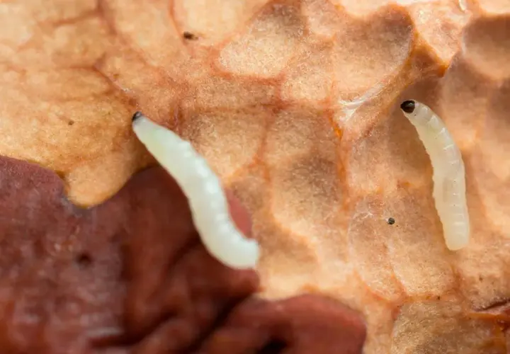 Två små, vita larver med mörka huvuden på en orangebrun yta. Deras utseende är ett exempel på hur mimikry betyder överlevnad.