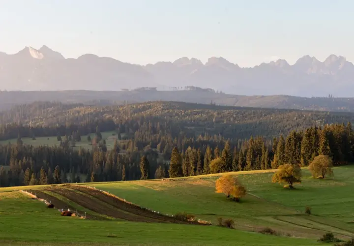 Malowniczy punkt widokowy na Tatry. Zielone wzgórza, lasy i pasące się zwierzęta tworzą sielski krajobraz.