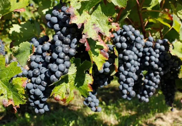 Grappes de merlot mûres sur la vigne, promettant un millésime Pomerol exceptionnel. Le soleil dore les feuilles vertes et les baies sombres.