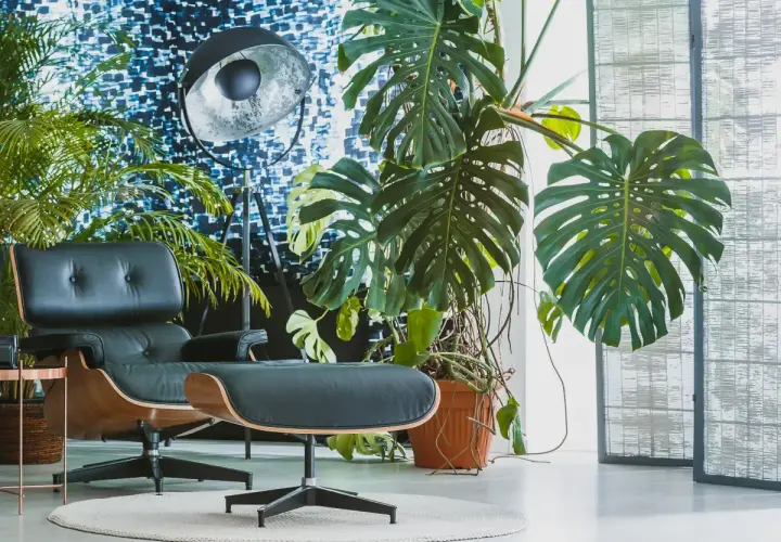 Duża, zielona monstera w pomarańczowej doniczce, idealna do nowoczesnego salonu. Obok fotel i lampa.