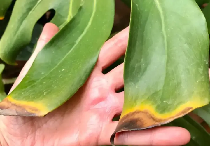 Manos sostienen hojas de monstera con puntas amarillas y marrones, indicando posible estrés o enfermedad.