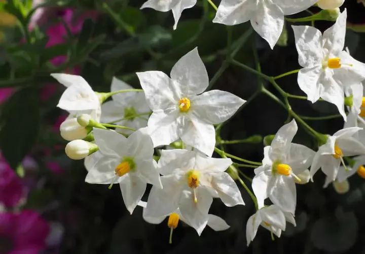 Fiori bianchi a stella con centro giallo, simili a un gelsomino da interno, su uno sfondo scuro e sfocato con tocchi di rosa.