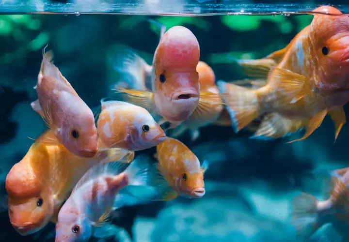 Ceny biletów do oceanarium w Gdyni – poznaj dostępne opcje i zniżki