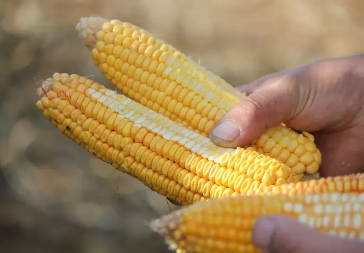 Mains tenant des épis de maïs prêts pour l'ensilage. Le maïs est jaune vif, avec des grains serrés.