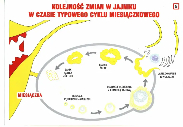 Cykl miesiączkowy: miesiączka, rosnące pęcherzyki jajnikowe (faza folikularna), dojrzewanie komórki jajowej, owulacja, zanik ciałka żółtego.