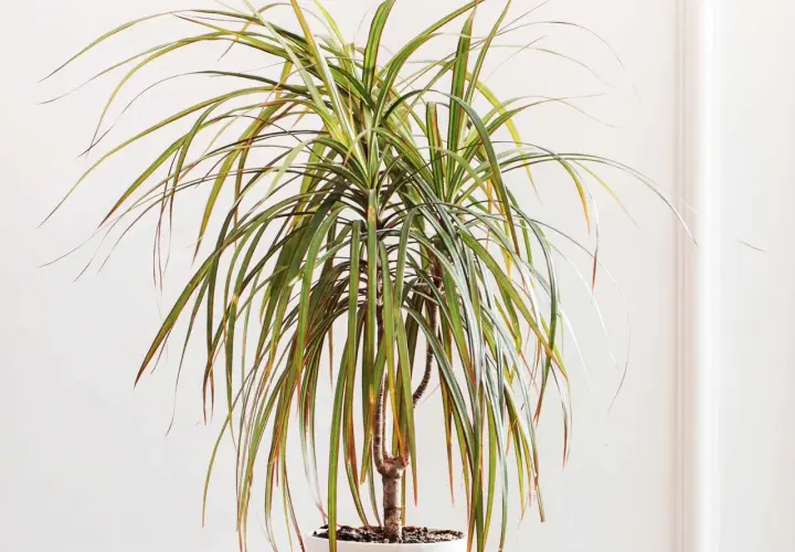 Dracaena marginata, planta de interior con hojas largas y verdes con bordes rojizos. Sus cuidados son sencillos para un hogar luminoso.