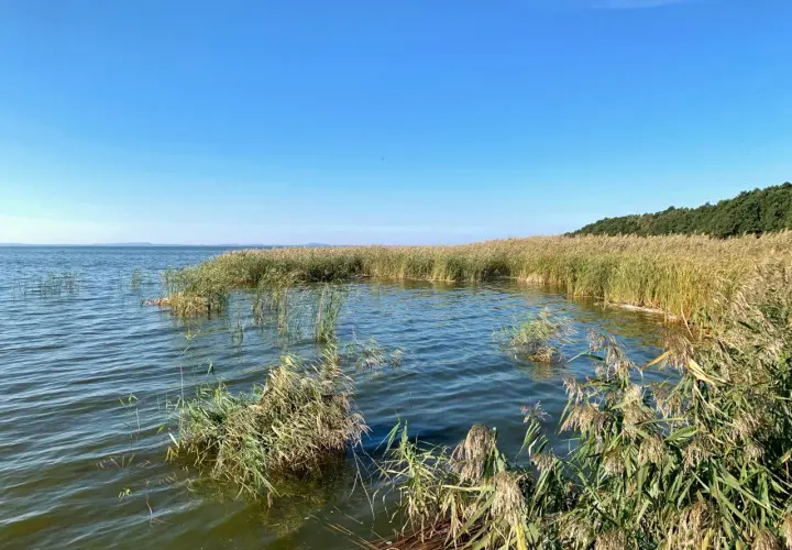 Spokojne słowińskie jezioro otoczone szuwarami. Woda lekko faluje, a niebo jest bezchmurne.