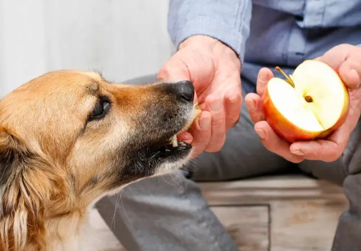 A dog eagerly takes a piece of apple from a person's hand, showing that dogs can eat apples as a healthy treat.