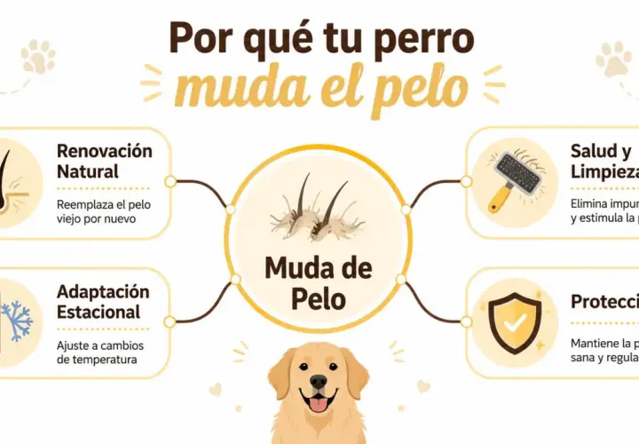 Infografía explica por qué tu perro muda el pelo: renovación natural, adaptación estacional, salud y limpieza, y protección.