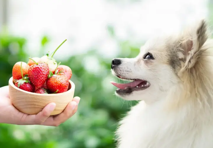 A fluffy dog looks curiously at a bowl of strawberries, wondering if dogs eat fruit.
