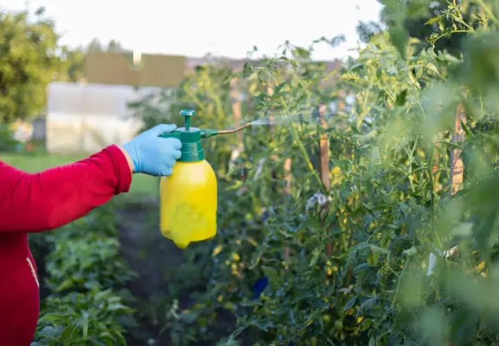 Ręka w niebieskiej rękawiczce trzyma żółty opryskiwacz, z którego leci mgiełka na krzaki pomidorów. To naturalny oprysk z pokrzywy.