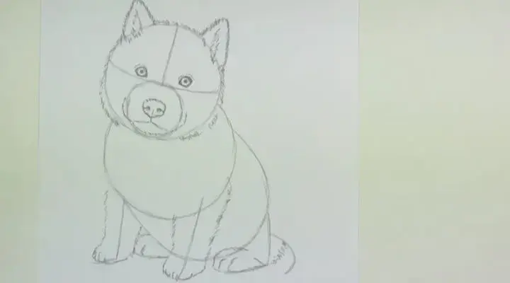 Jak łatwo narysować psa husky krok po kroku dla początkujących