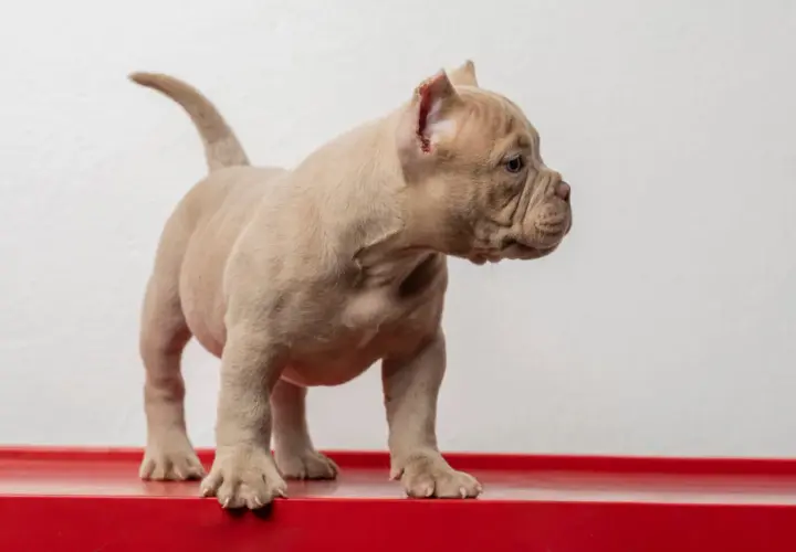 Uroczy szczeniak rasy american bully mini, o beżowym umaszczeniu, stoi na czerwonej powierzchni.