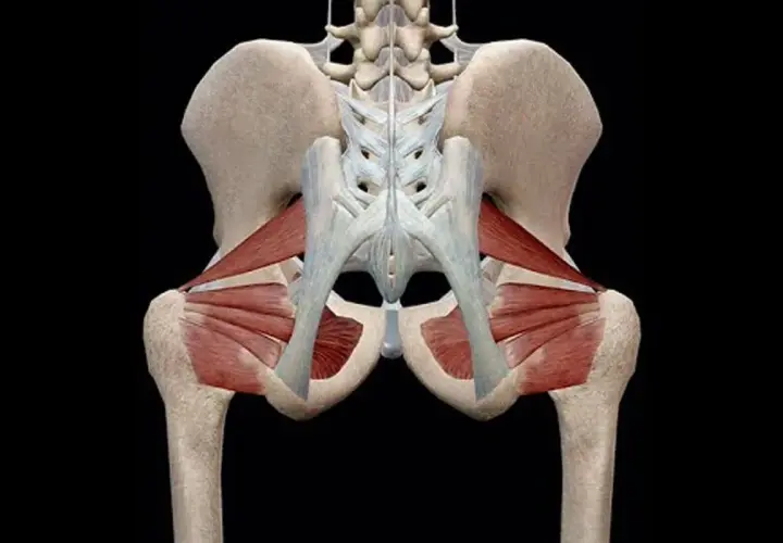 Anatomia funkcjonalna miednicy i stawów biodrowych, ukazująca mięśnie pośladkowe i zginacze bioder.