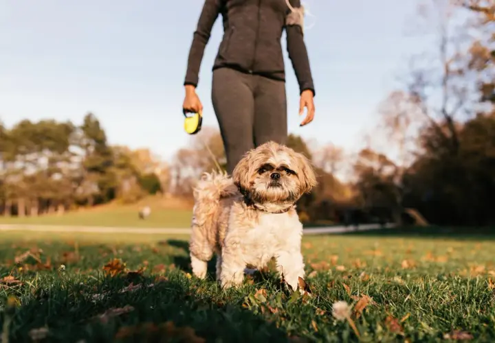 Shih Tzu con su dueño en el parque, aprendiendo trucos para perros.