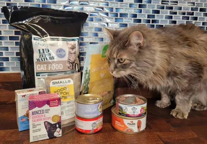 A fluffy cat inspects various cat food options, including wet and dry food, suggesting what to feed a cat with pancreatitis.