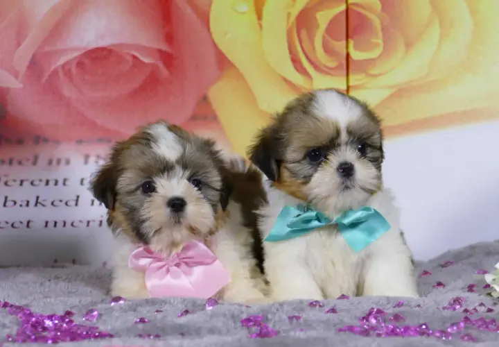 Dos adorables cachorros shih tzu, uno con un lazo rosa y otro con uno turquesa, posan sobre un fondo floral.