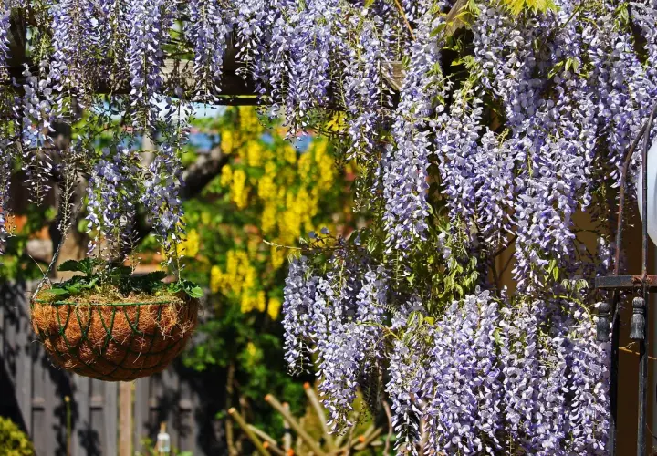 Cascate di glicine viola adornano un balcone in pieno sole, con un cesto appeso e un giallo acceso sullo sfondo.