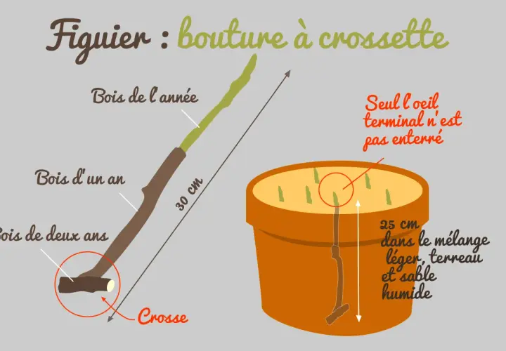 Illustration montrant comment préparer une bouture de figuier à crossette. La bouture de 30 cm est plantée dans un pot avec un mélange léger, terreau et sable humide.