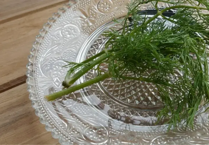 Świeży koperek na ozdobnym talerzyku. Dowiedz się, jak przechowywać koperek, by był zawsze aromatyczny i zielony.