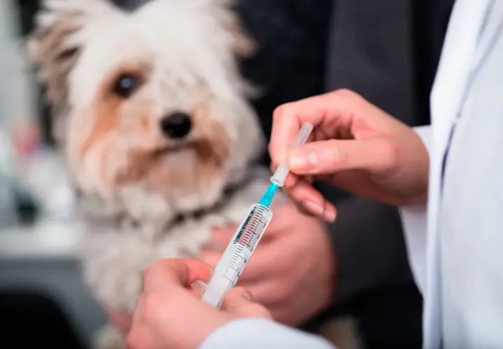 Veterinario administra inyección a perro con posible enfermedad de Addison.