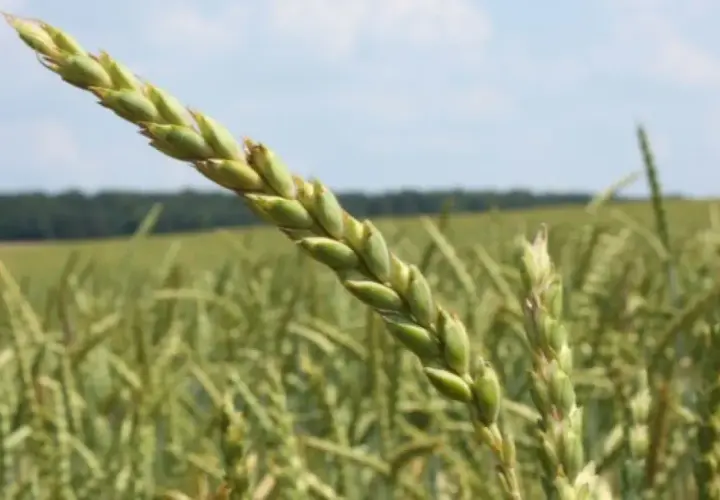 Nahaufnahme einer grünen Dinkelähre vor einem Feld. Die Ähre verspricht guten Dinkel Ertrag pro ha.