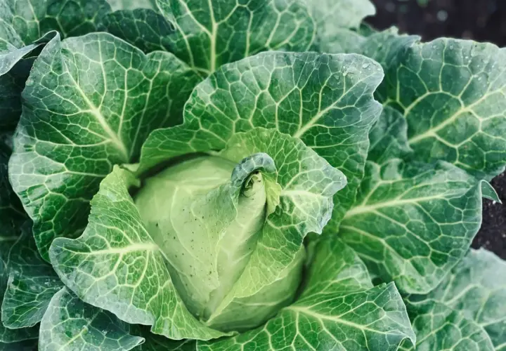 Ein frischer Spitzkohl im Feld, bereit für die spitzkohl erntezeit. Die grünen Blätter sind von feinen Adern durchzogen und glänzen leicht.