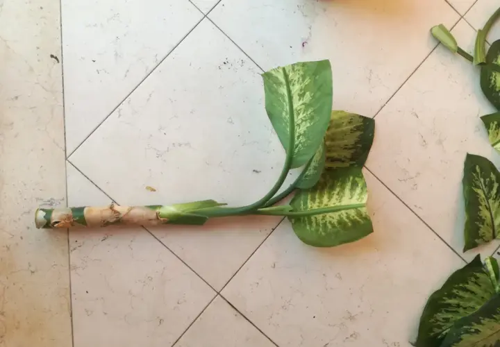 Tale di Dieffenbachia con foglie maculate, pronta per la cura e la propagazione.