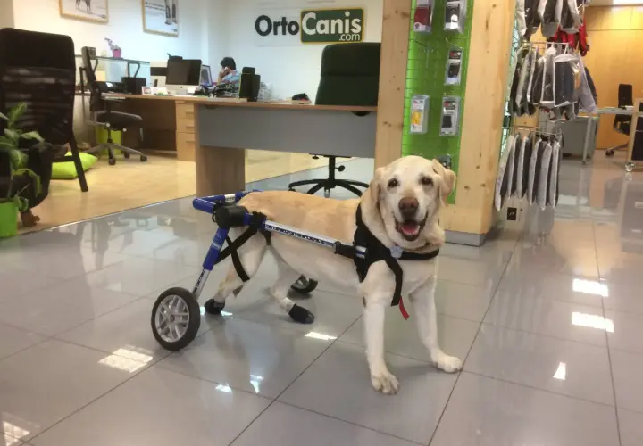 Labrador con silla de ruedas, ayudando a perros con ataxia a moverse con facilidad.