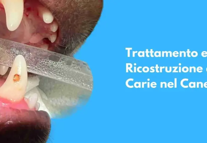 Primo piano di un dente canino di cane con una carie in fase di trattamento.