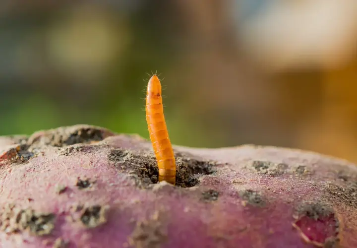 Ein orangefarbener Drahtwurm ragt aus einem Loch in einer erdigen Kartoffel.