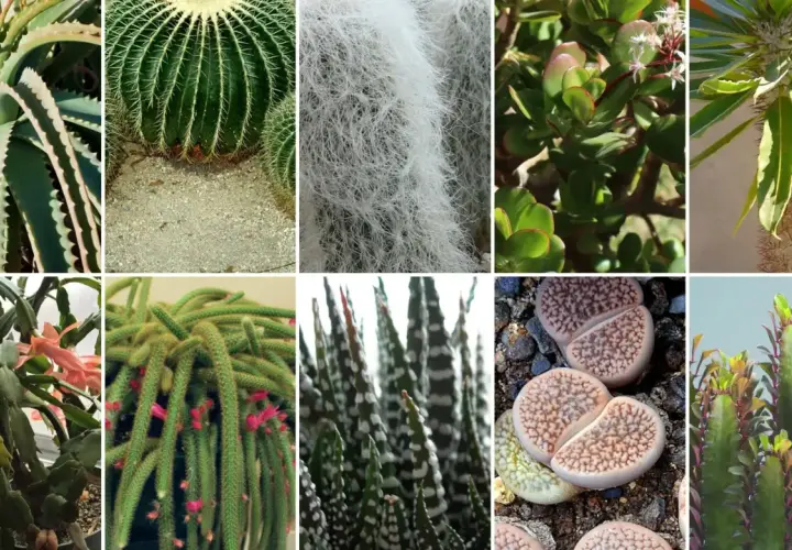 Kolekcja najciekawszych kaktusów i sukulentów: aloes, kaktus kulisty, kaktus z białym włosem, grubosz, madagaskarski kaktus, kaktus bożonarodzeniowy, kaktus-wężowy ogon, żywe kamienie i kaktus z kolorowymi liśćmi.