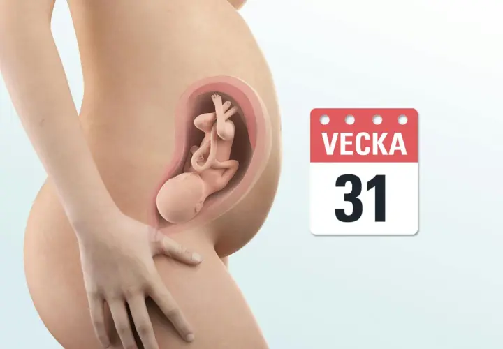 Gravid mage med foster i vecka 31. En kalenderikon visar "Vecka 31".