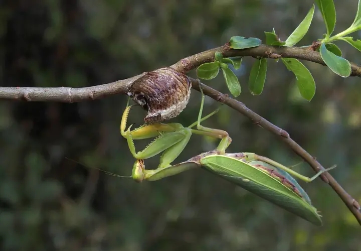 Mantide verde, la più grande del mondo, si aggrappa a un ramo vicino al suo ootecha.
