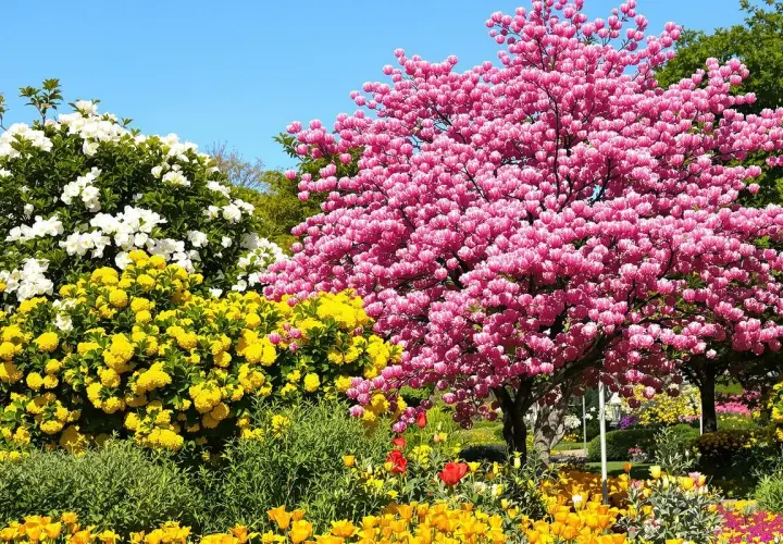 Un magnifique arbre fleuri rose éclatant domine un jardin printanier, entouré de fleurs blanches et jaunes vives sous un ciel bleu clair.