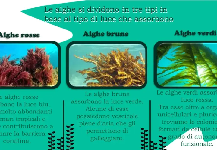 Alghe rosse, brune e verdi: tre tipi di alghe marine che assorbono luce diversa. Le rosse assorbono blu, le brune verde, le verdi rossa.