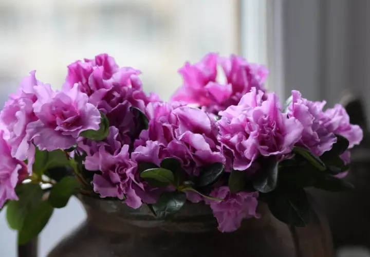 En bukett med lila azalea blomma i en mörk vas.