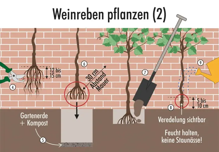 Schritt-für-Schritt-Anleitung zum Wein pflanzen: Wurzeln kürzen, Pflanzloch vorbereiten, Wein einsetzen und Erde auffüllen. Abstand zur Mauer beachten.